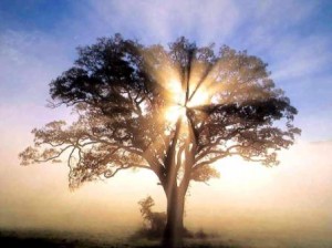 Summer Solstice Story